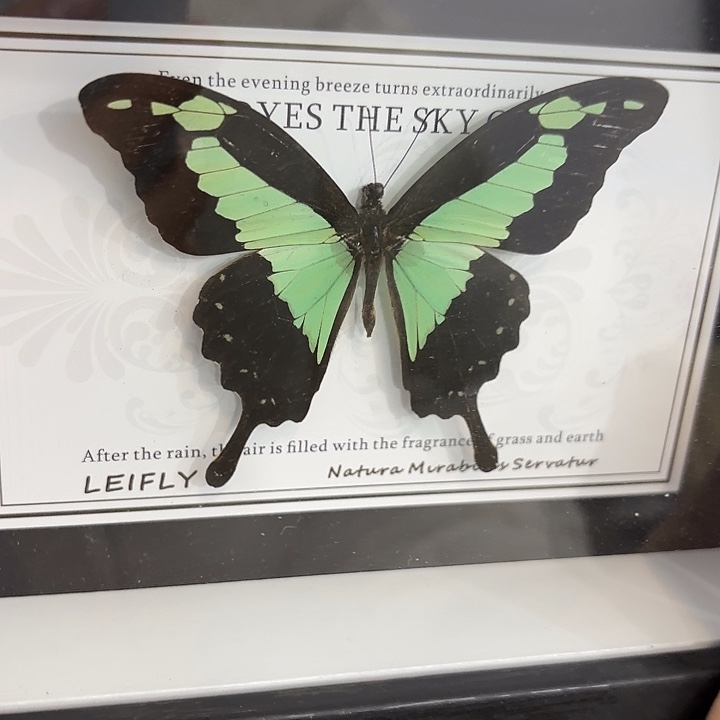 ****️蝴蝶标本定制378@