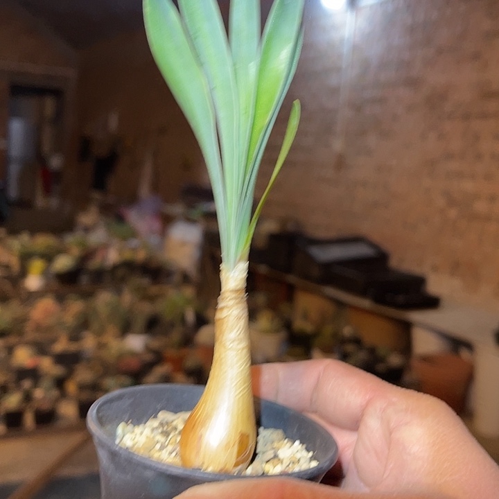 满38包邮2天凑单，脱土晾根发货多肉植物产地巨凤之卵