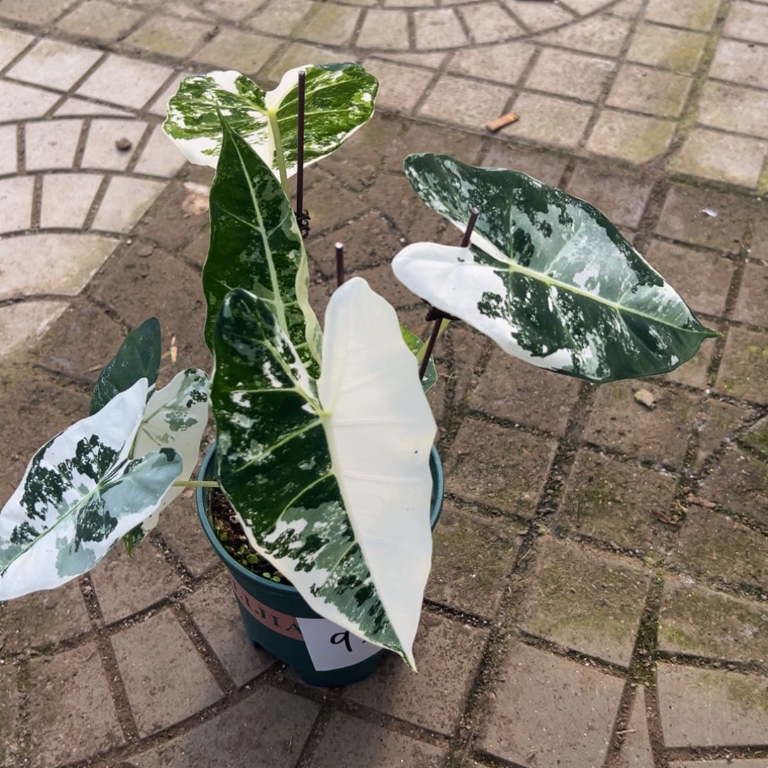 雕***光完全开放9265鹅锦