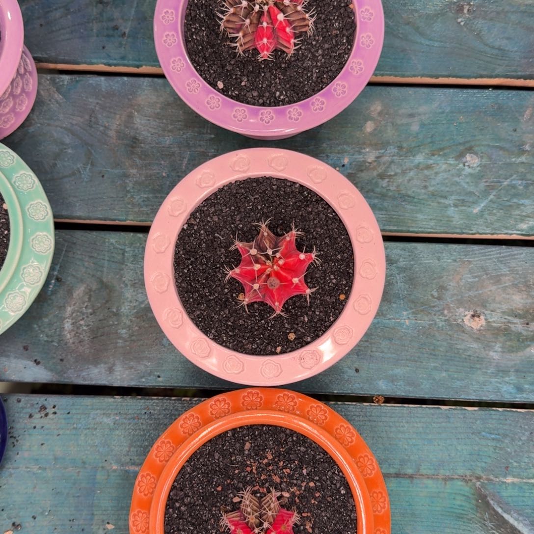 从前慢多肉精选编号0928.102