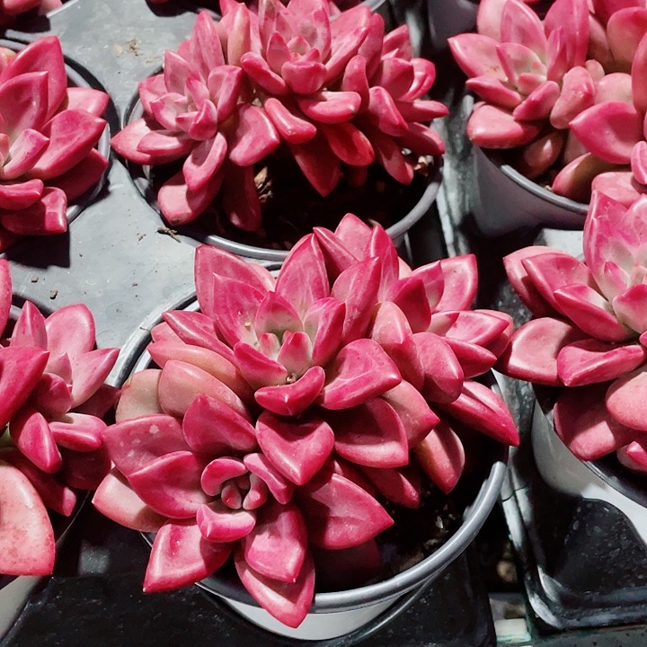 赫菲斯托39.9一盆664849494