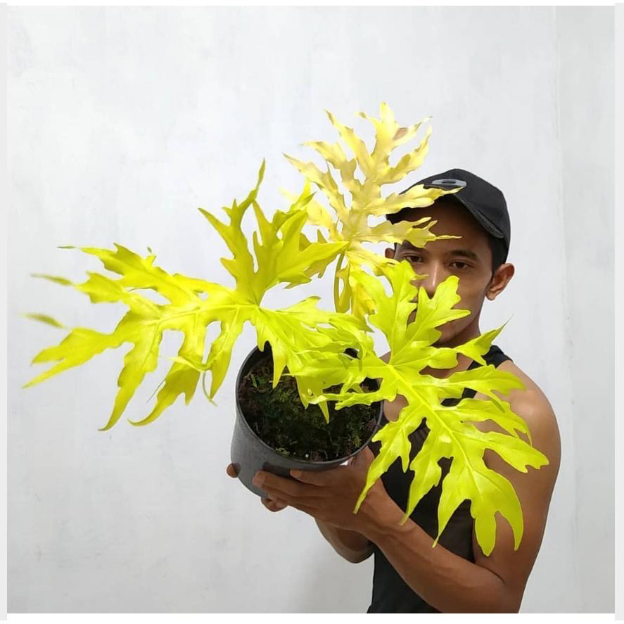 黄金春雨（图片仅供参考）桩子 处理 不包售后