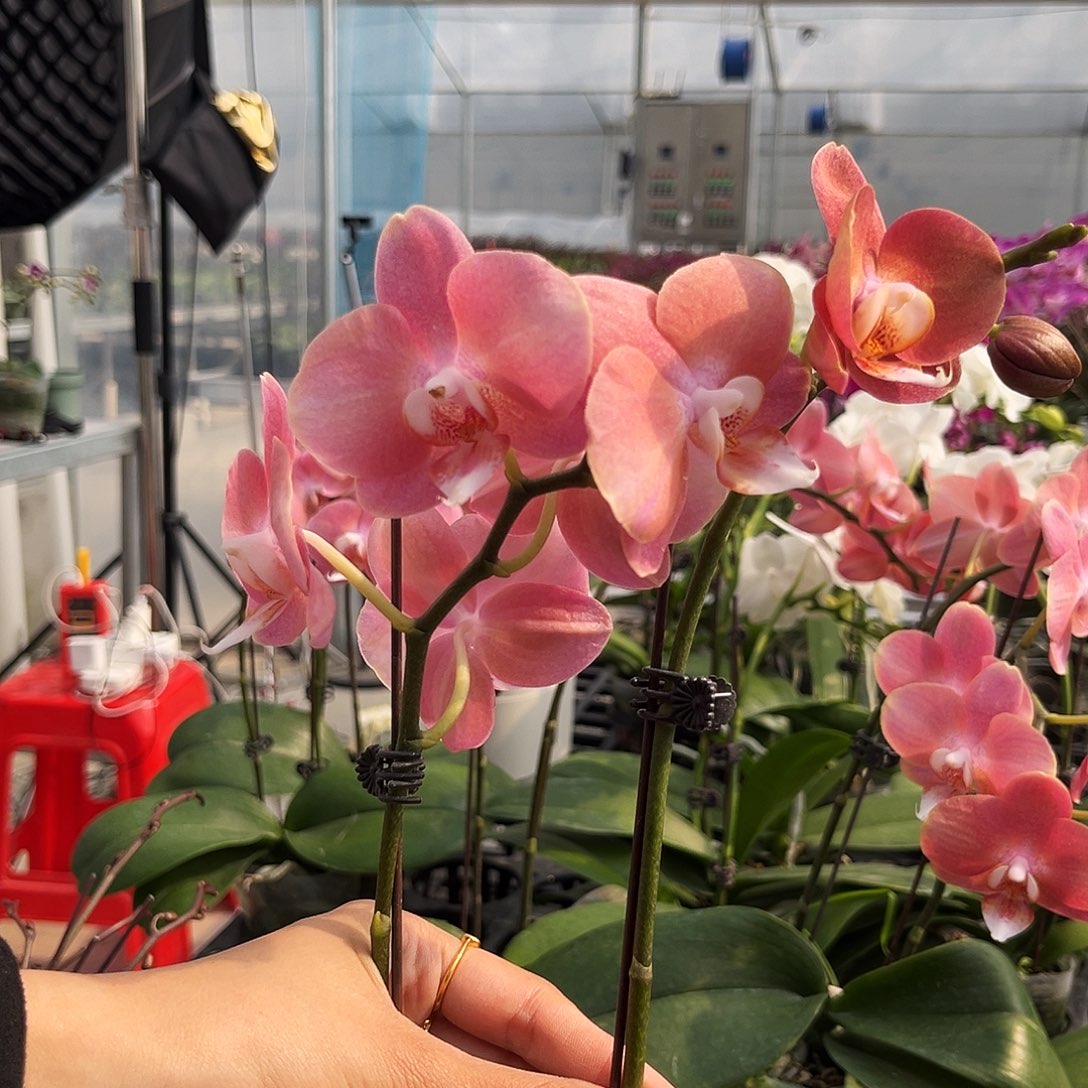 S***n大部分花苞少量开放169