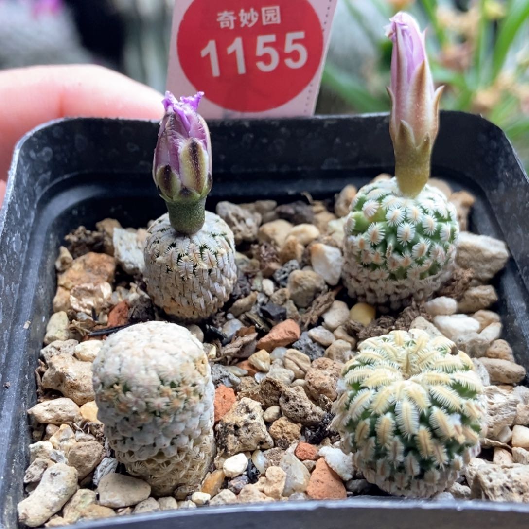 3棵精巧殿+1棵蔷薇一起特价