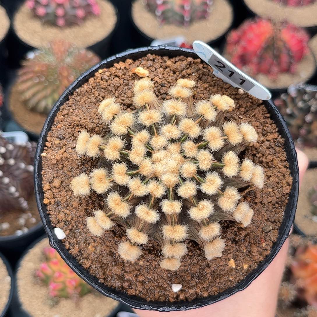 毛绒绒 米哈仙人球