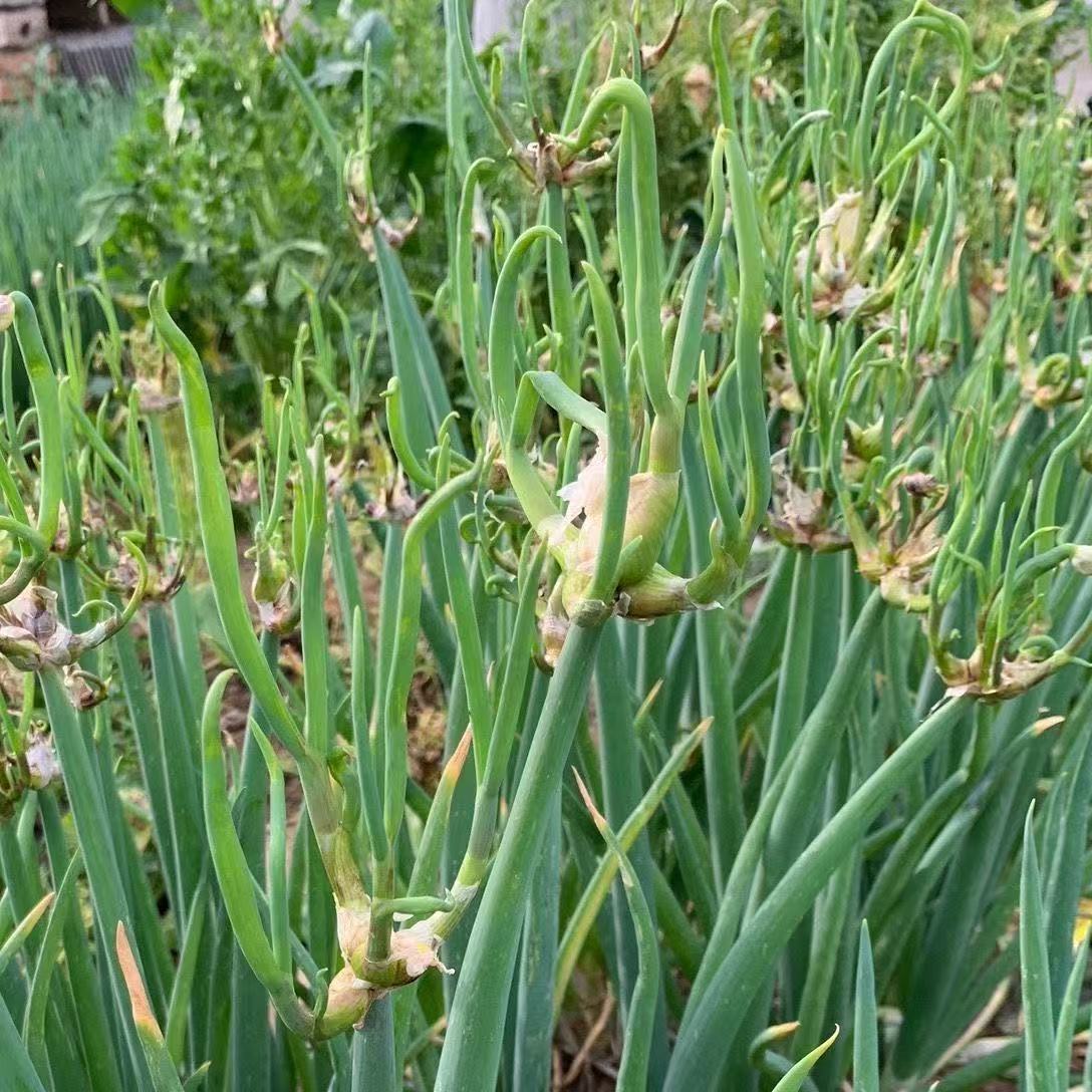 楼葱种子四季种植盆栽阳台蔬菜种植商品图