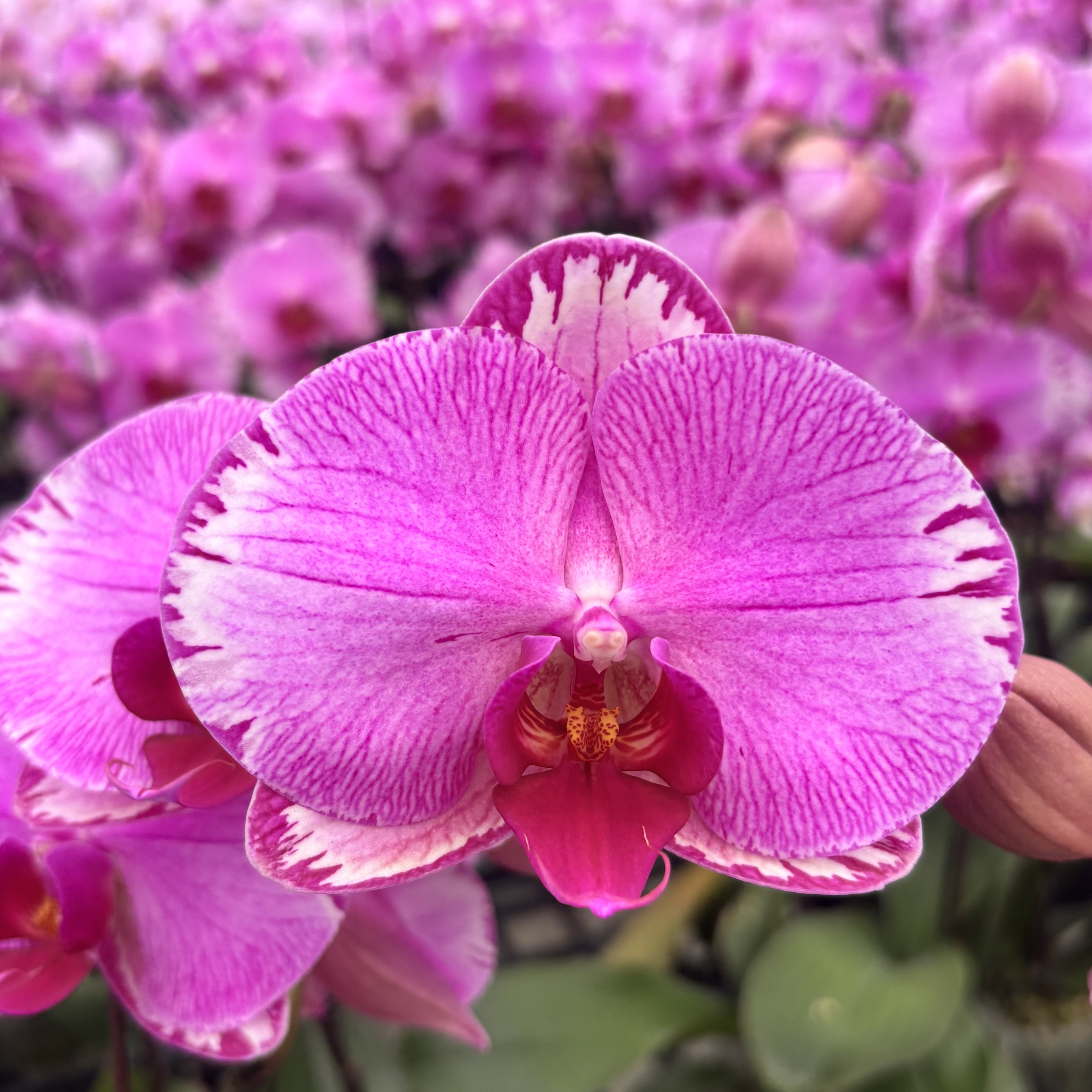 A级蝴蝶兰【雷神】带花，带花剑，四季开花室内好养