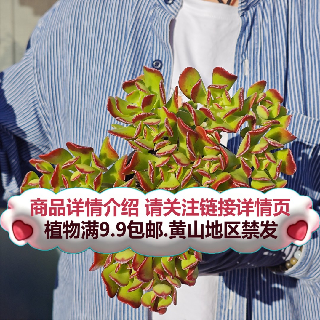 平安树-整桩)要满9.9邮 多肉植物绿植吸甲醛