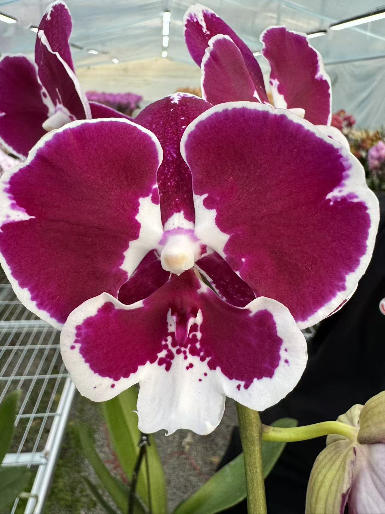 兰屿 LYSLAND【黑天鹅】蝴蝶兰鲜花盆栽