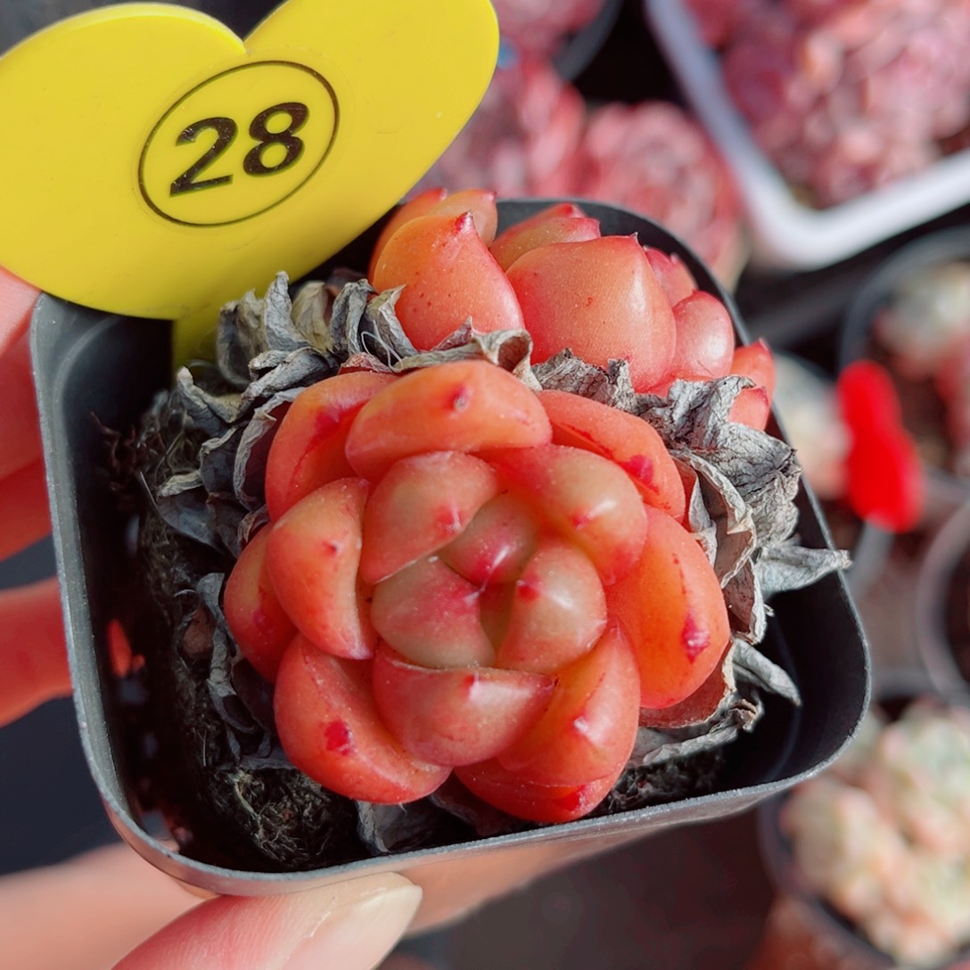 28号小老桩安可珍妮