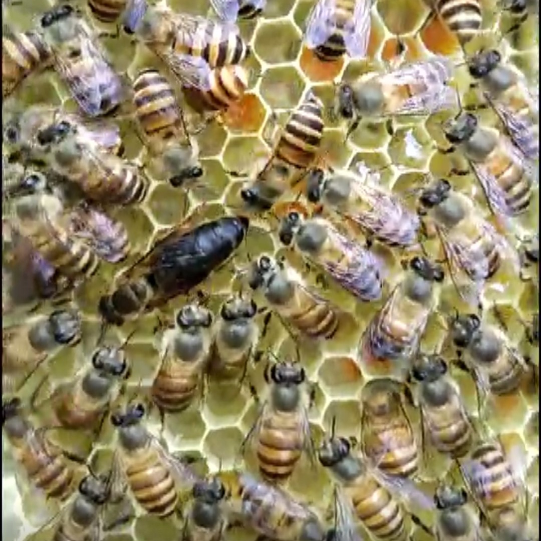 中蜂 蜜蜂王 产卵蜂王 优质高产王