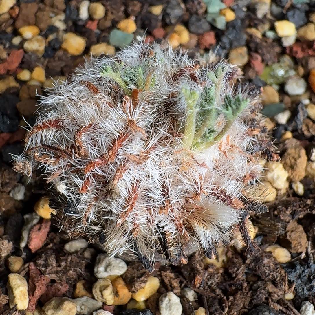 卡露拉洋葵大老桩一个