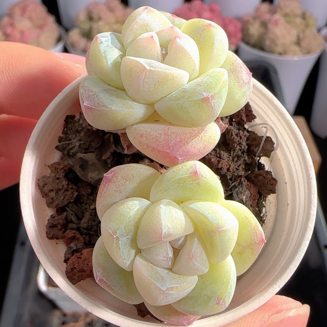 多肉0103-193冰玉双头