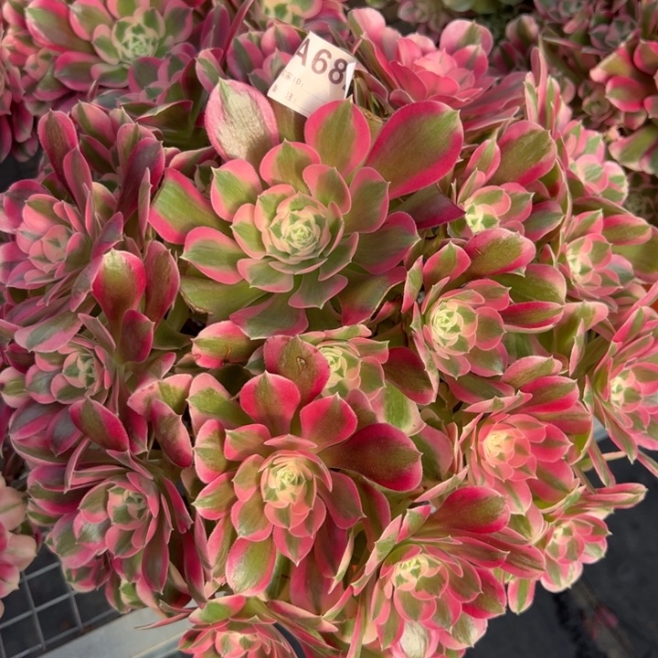 682粉女郎35厘米左右