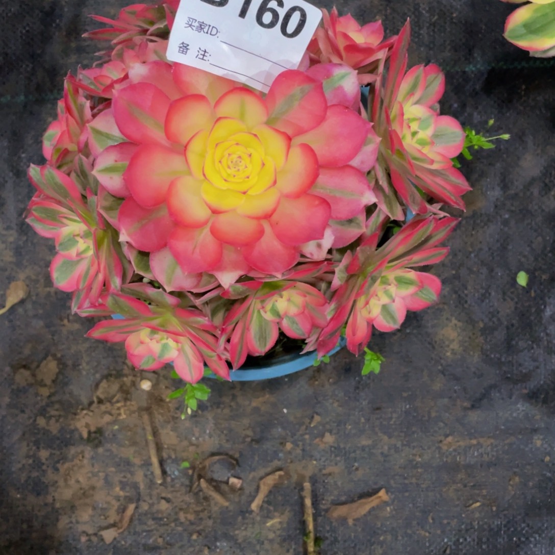 天***膀160倾城1111多肉1