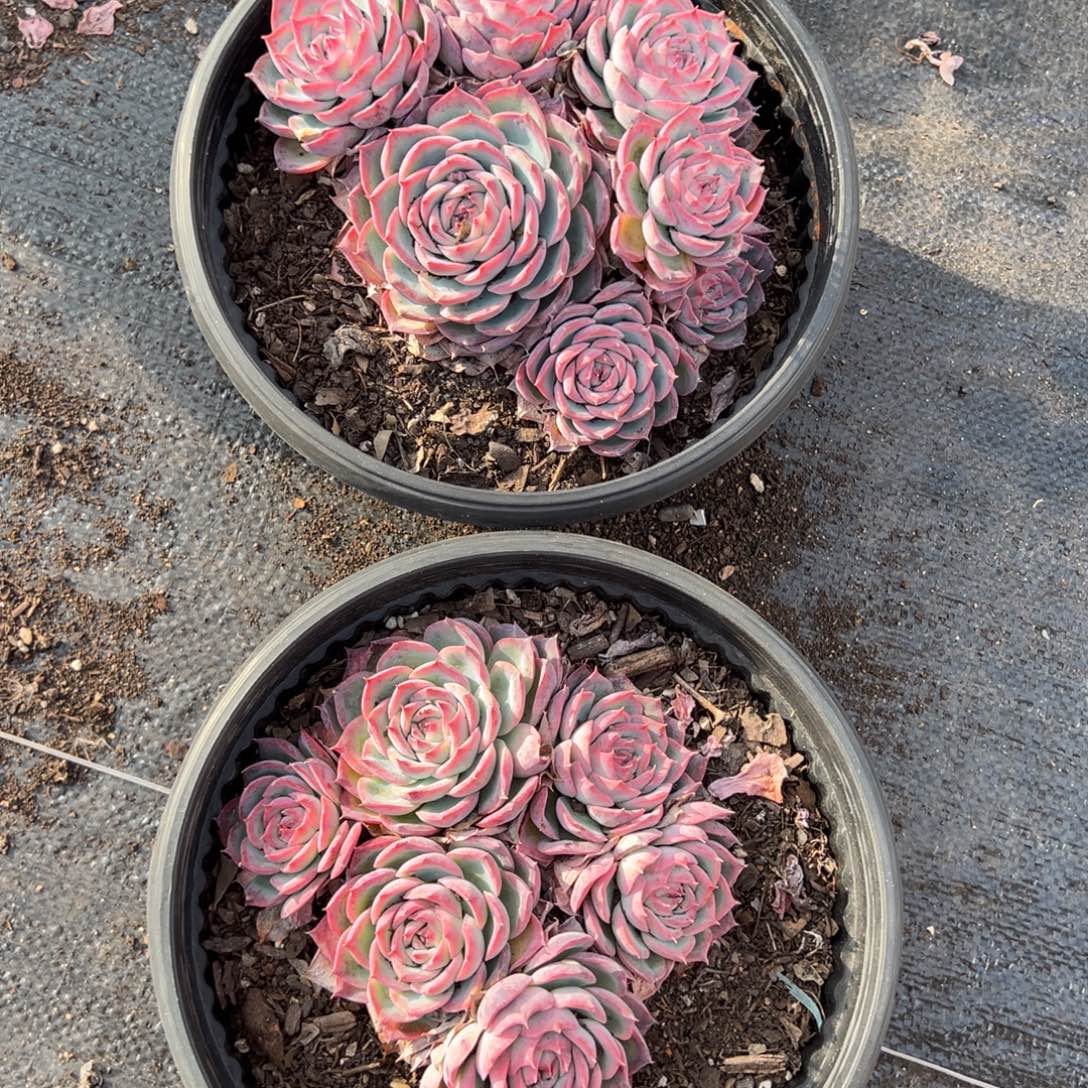 侧影群，有砍，15左右