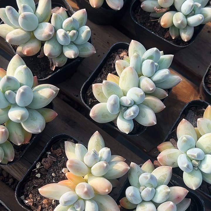 双头       松果    美人