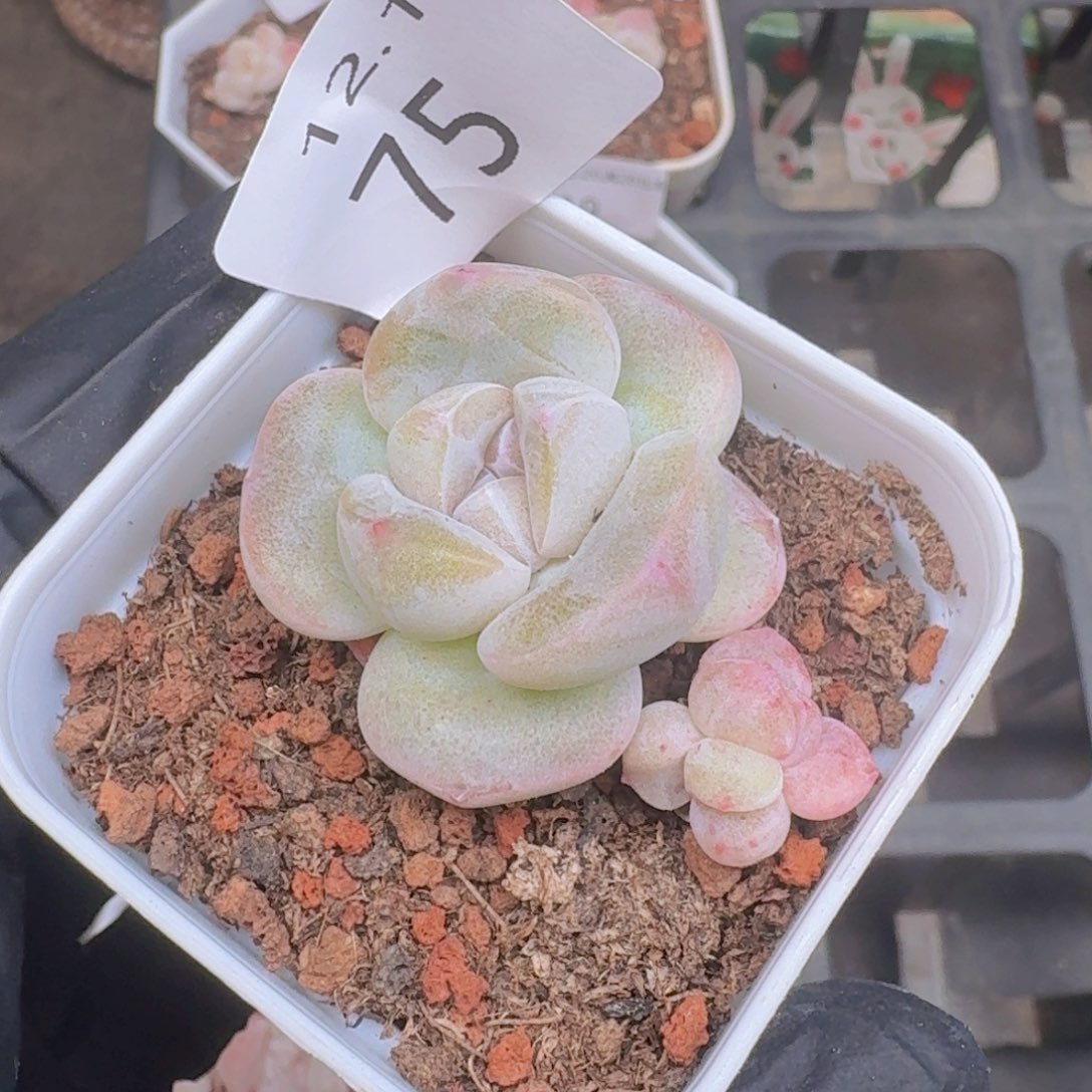 y***i冰玉一颗石化带盆带土