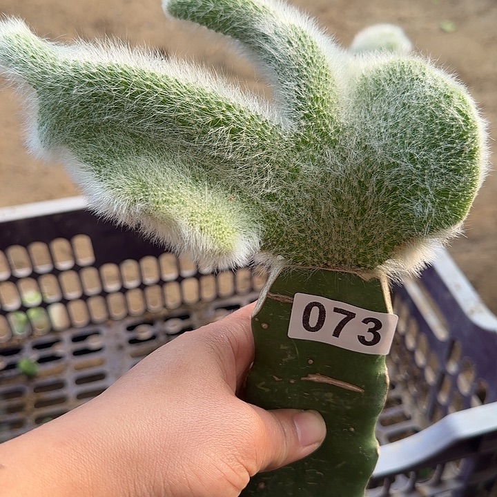 小***舒无花朵嫁接九尾狐缀073