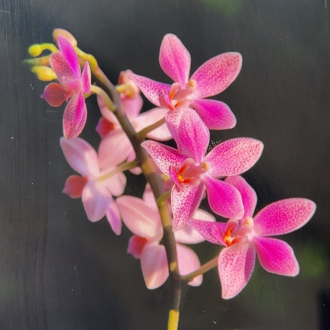 当前无花栽培后可以开花象交eq