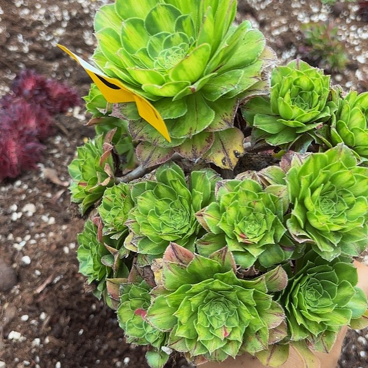 多肉植物福利来044