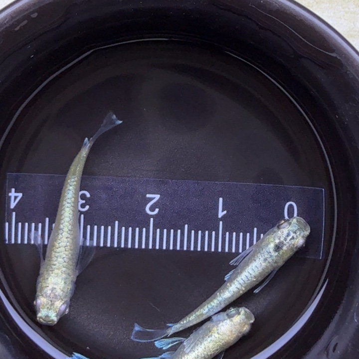 海水鱼加百列64号，