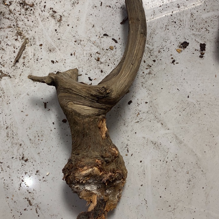 温***生无花朵今天晚上在学校吃饭