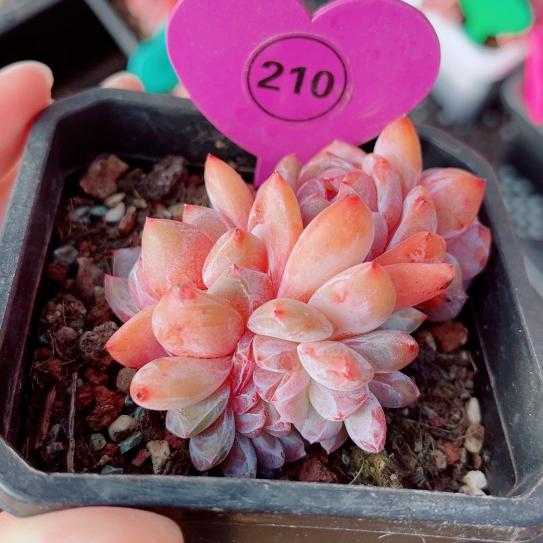 210号小老桩石榴籽星影缀