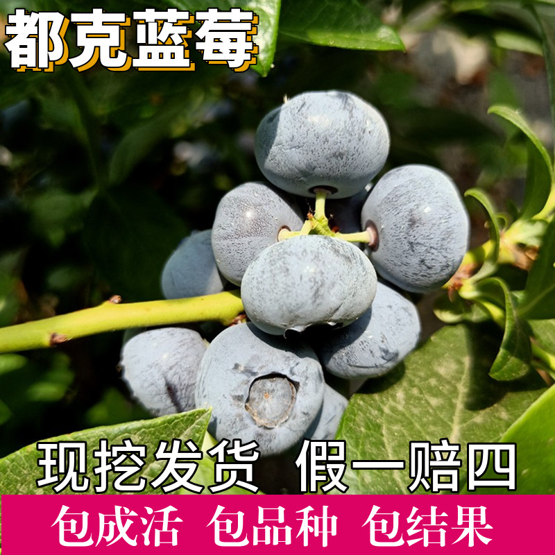 都克蓝莓苗南北方种植特大号蓝莓树果苗阳台盆栽老桩带果当年结果