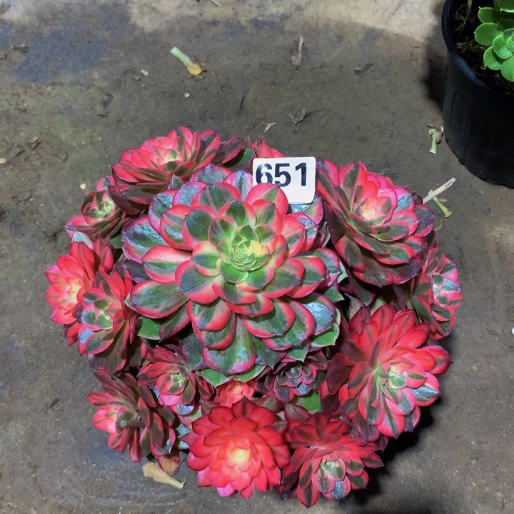 龙***）无花朵黑魔6510000000