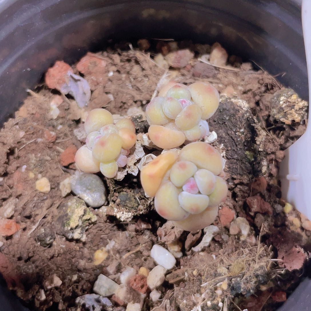 萤火虫w022一物一拍