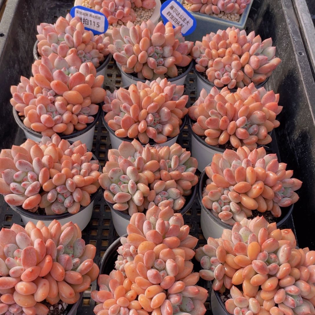 量拍115号 塞尔达公主大群生四头起一个