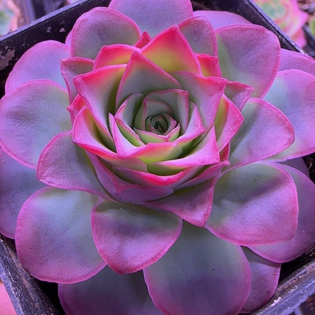 黄帕杂初见七方杯872