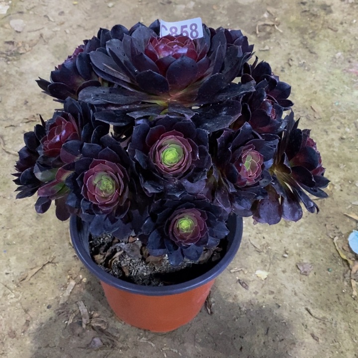 黑骑士多肉植物858