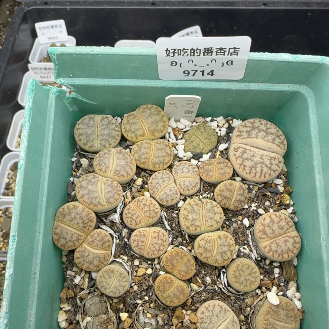 9714。默认脱土。18包邮。偏远88包邮