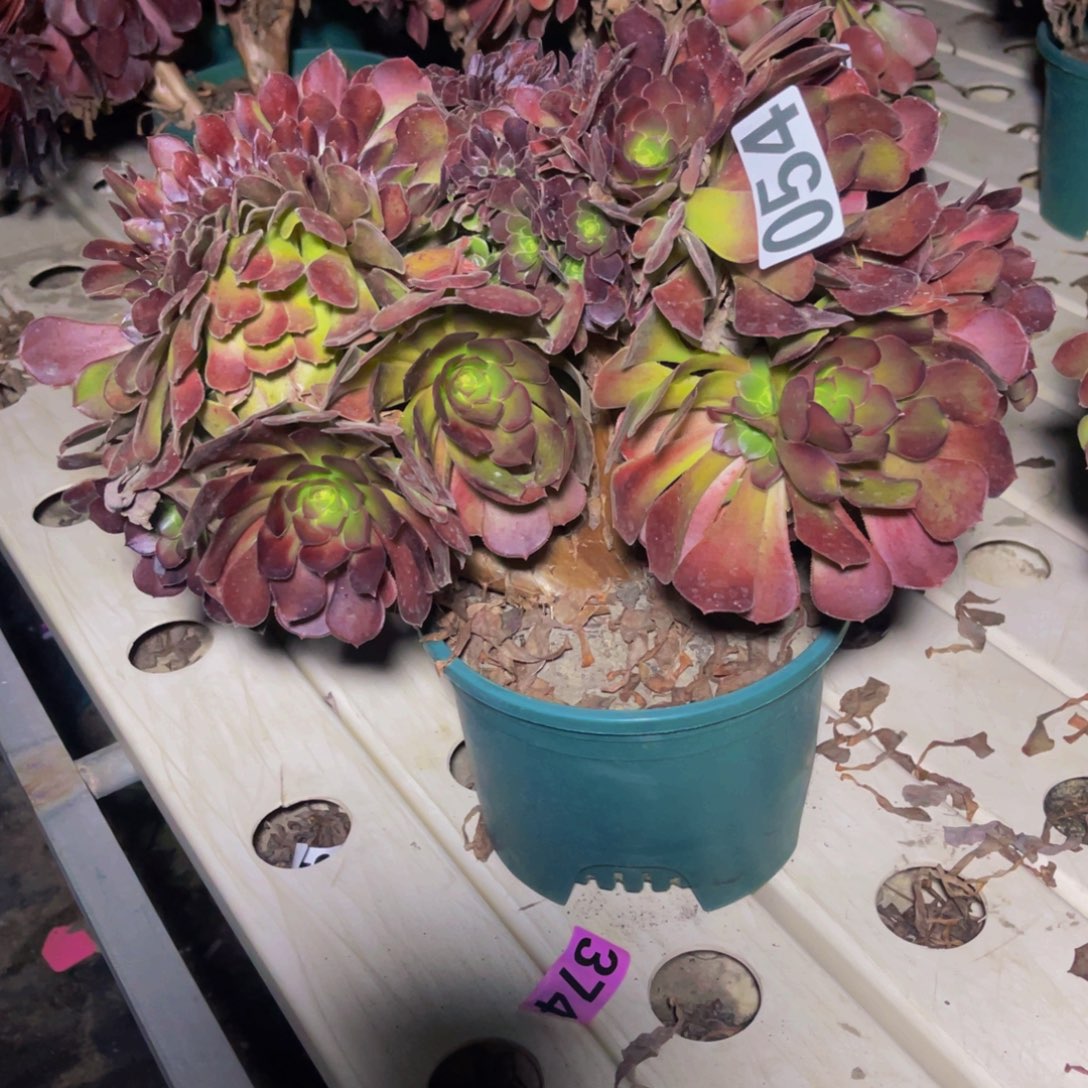 荷兰法师7/////////33包邮