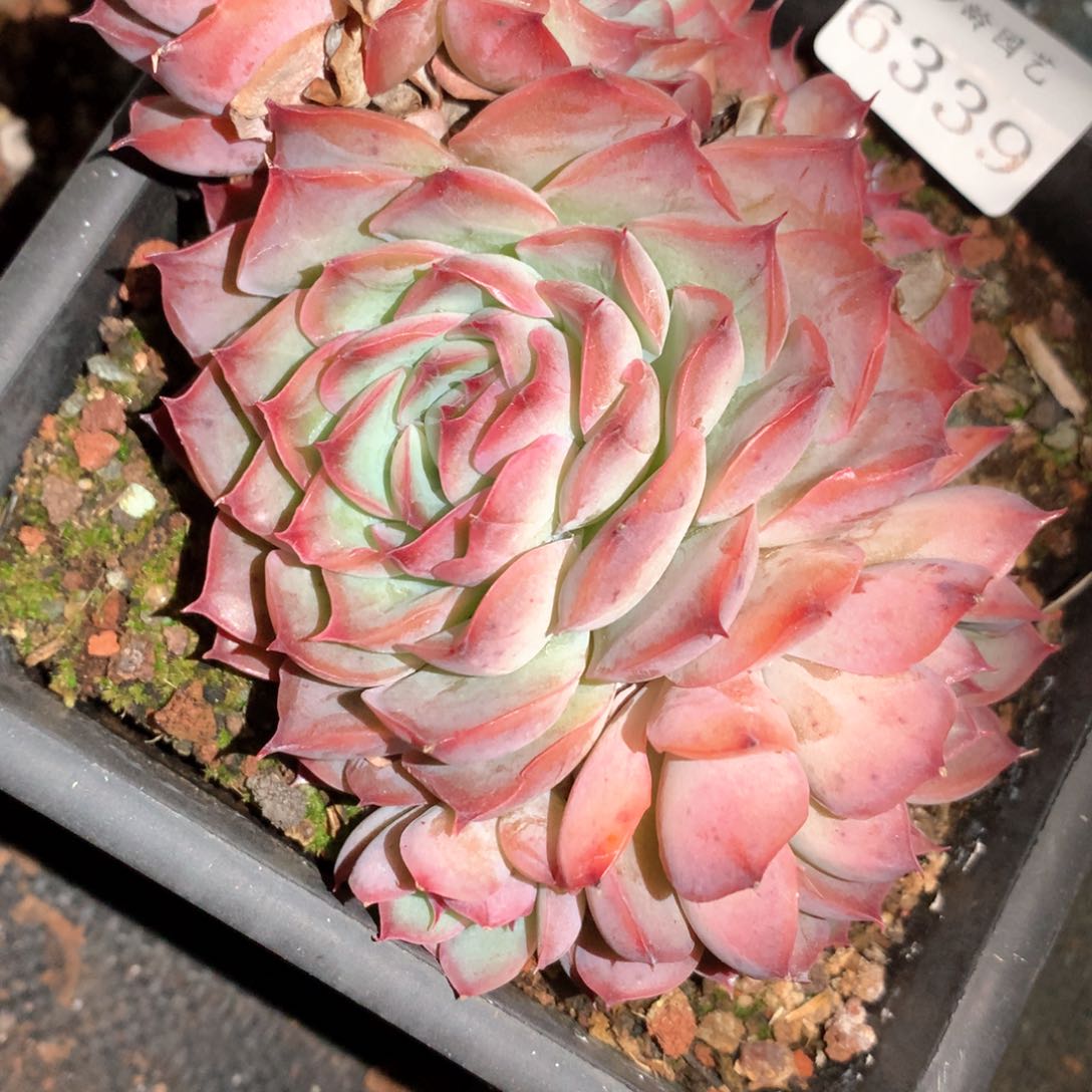 平****86339有色差不包掉头整散