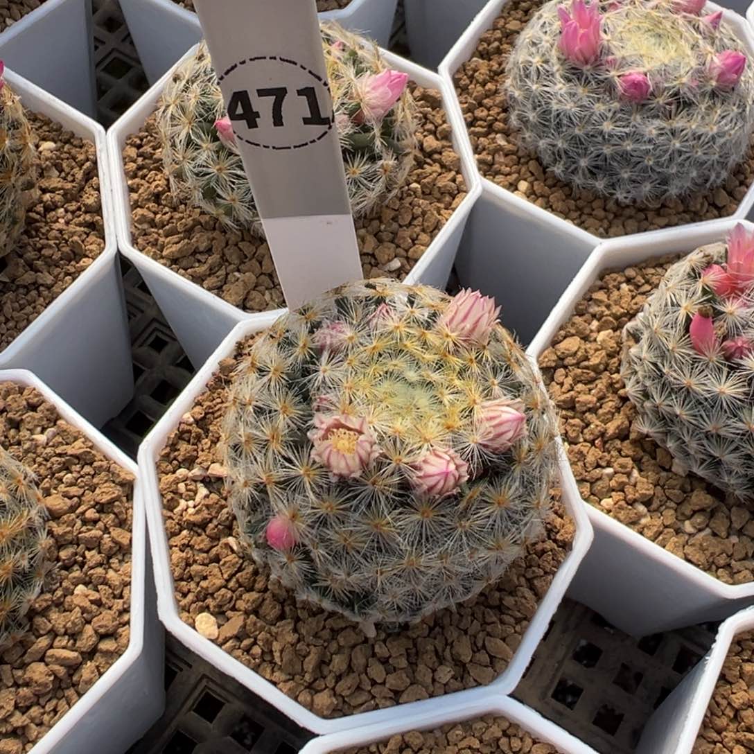 芸****明星丸多肉植物带盆土471