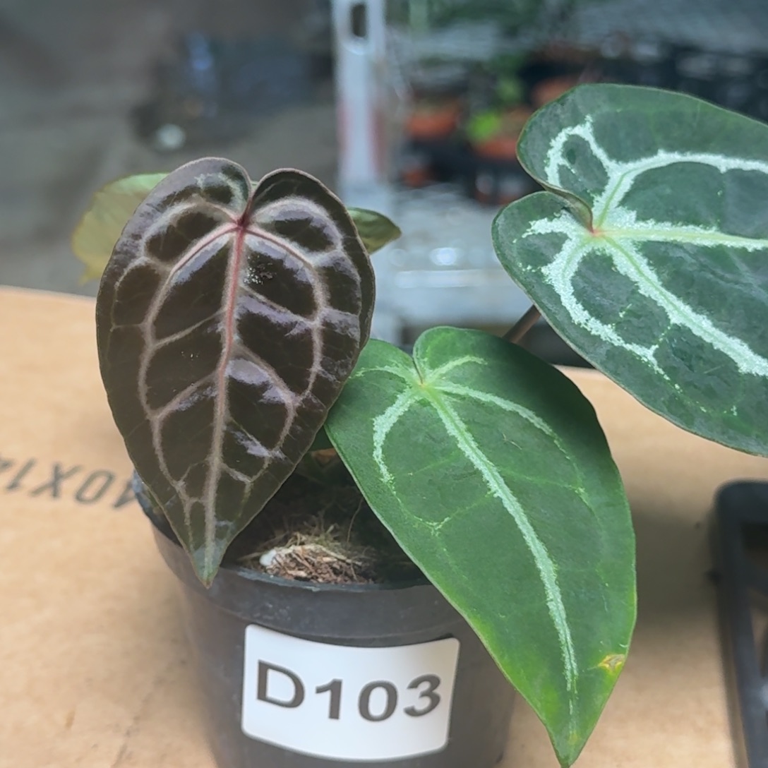 完全开放D103红水晶杂黑钻