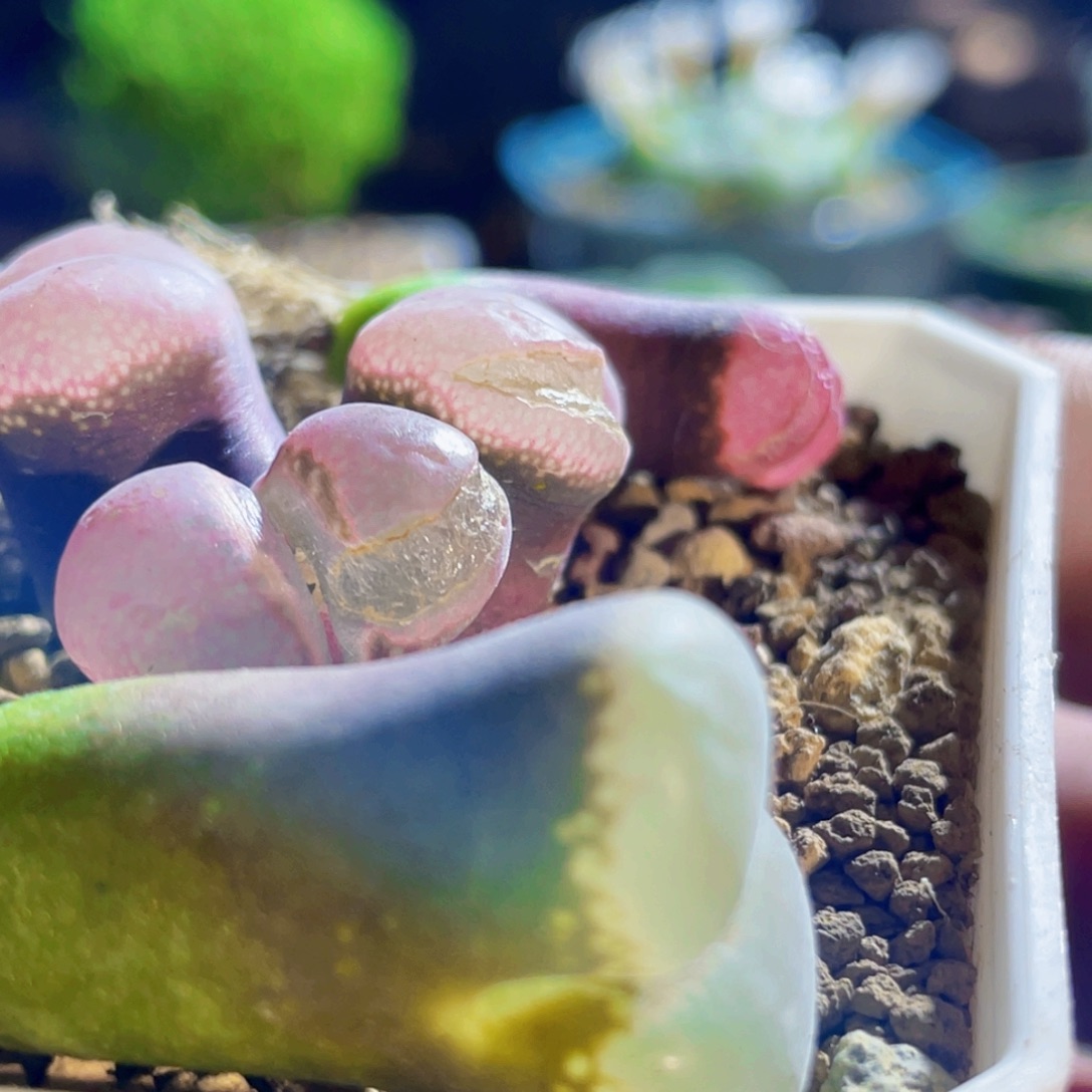 1***y风铃植物一物一拍