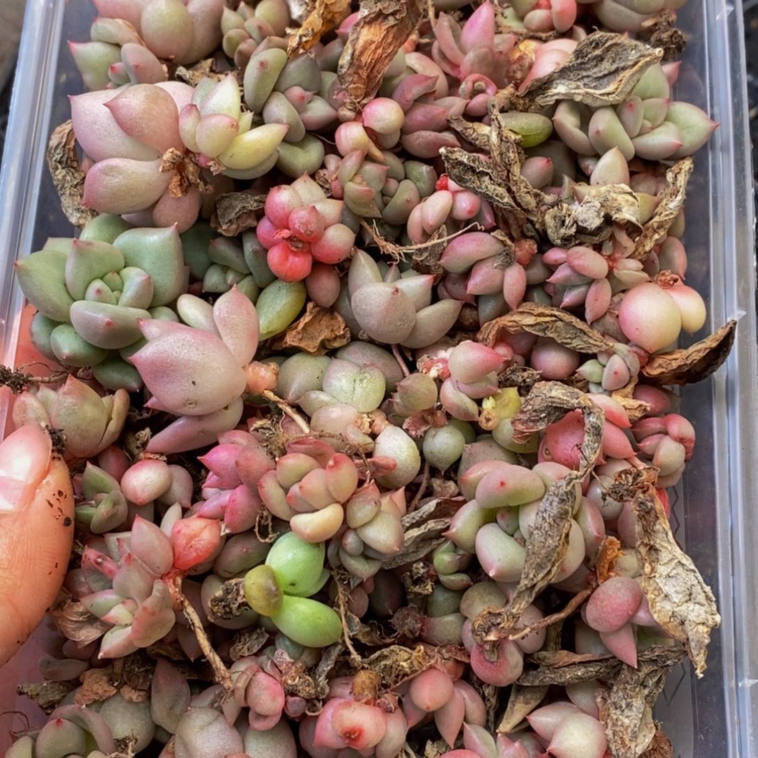 985多肉植物保护研究所所长的