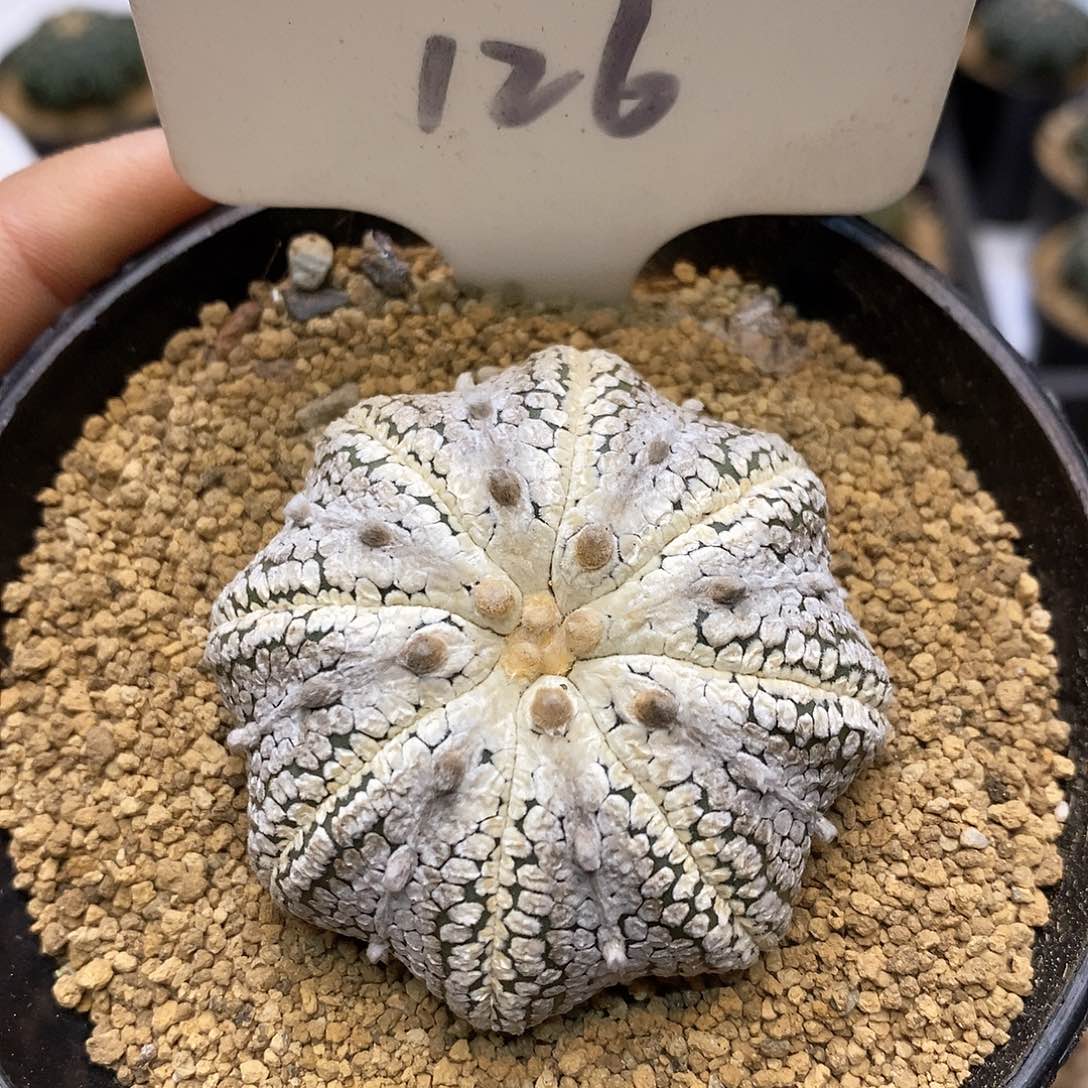 奇迹福利特价来了哦