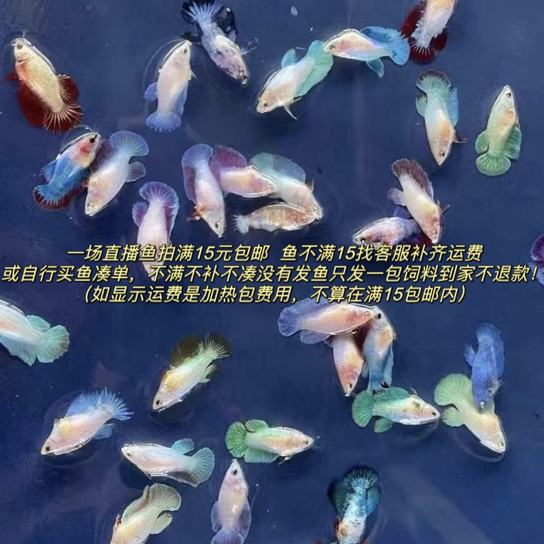 直播选鱼79-156斗鱼观赏鱼链接/