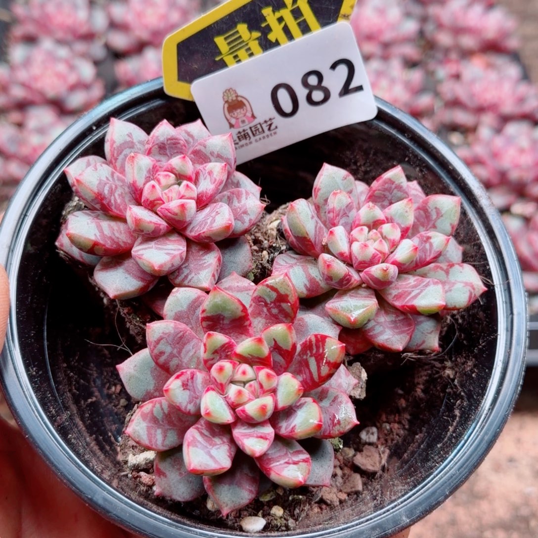 多肉植物多肉植物