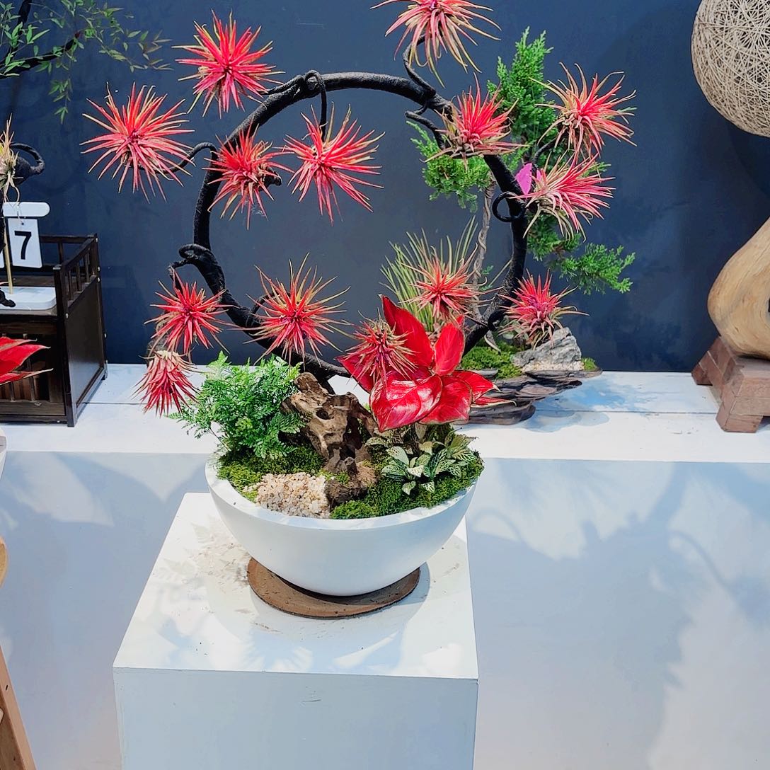 无花朵高端盆景一物一拍