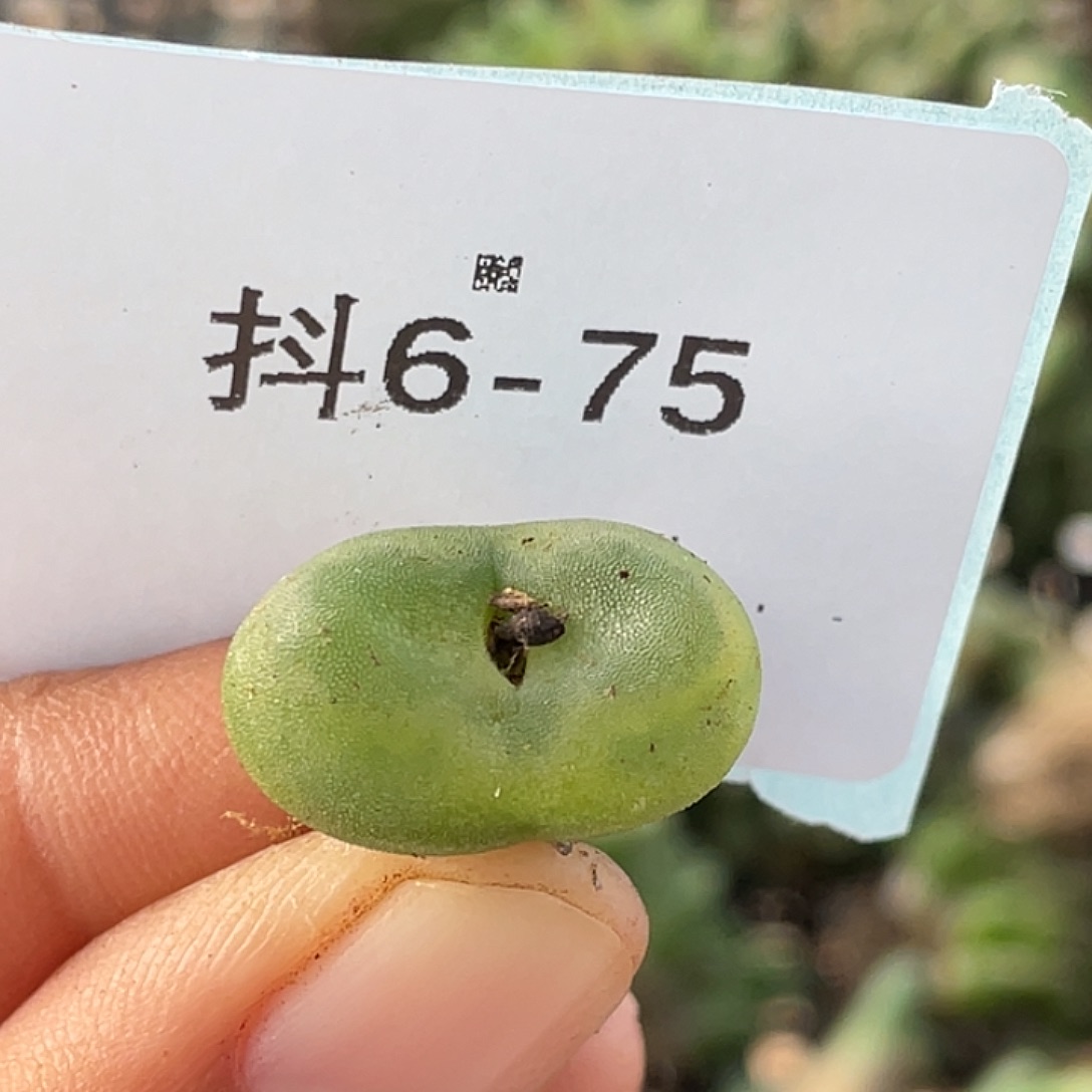 6-75水晶鞋多肉植物