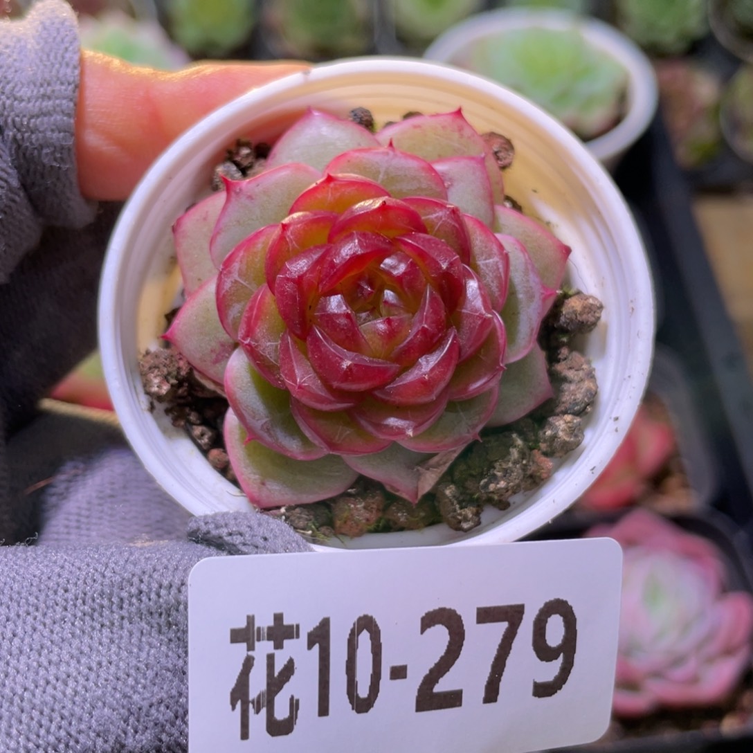 花利美10-279新品