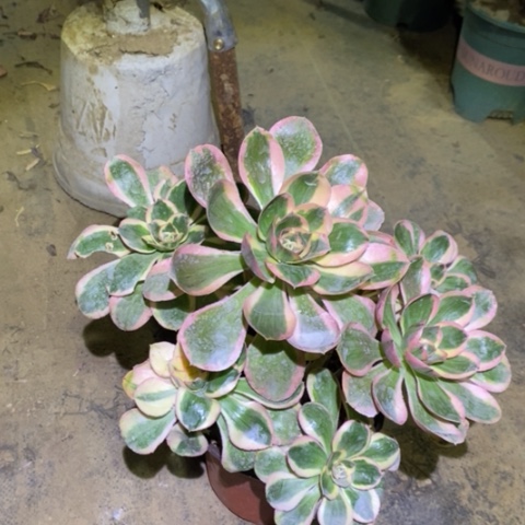 燕姿锦多肉植物30号