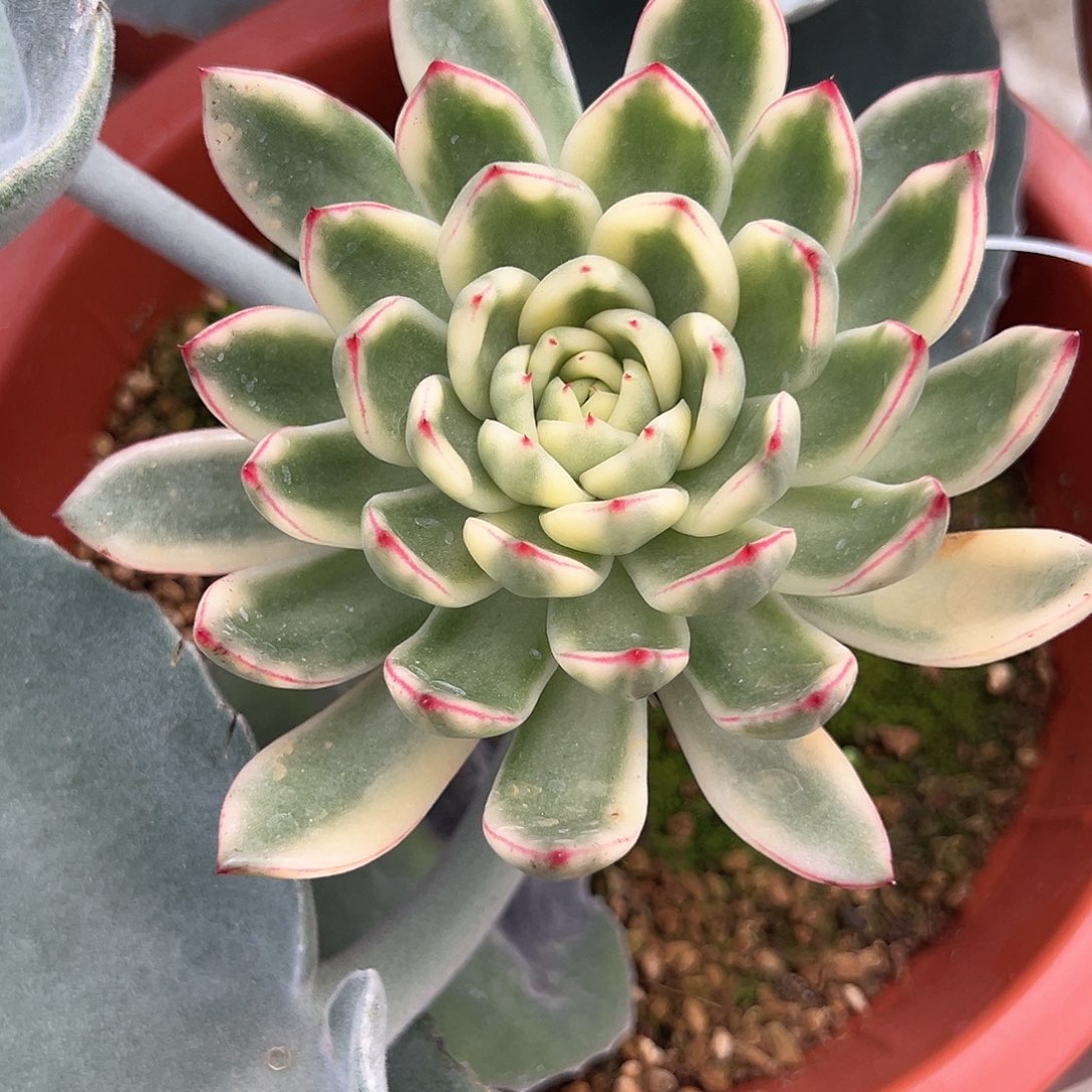 嫁接阿诗娜锦多肉植物