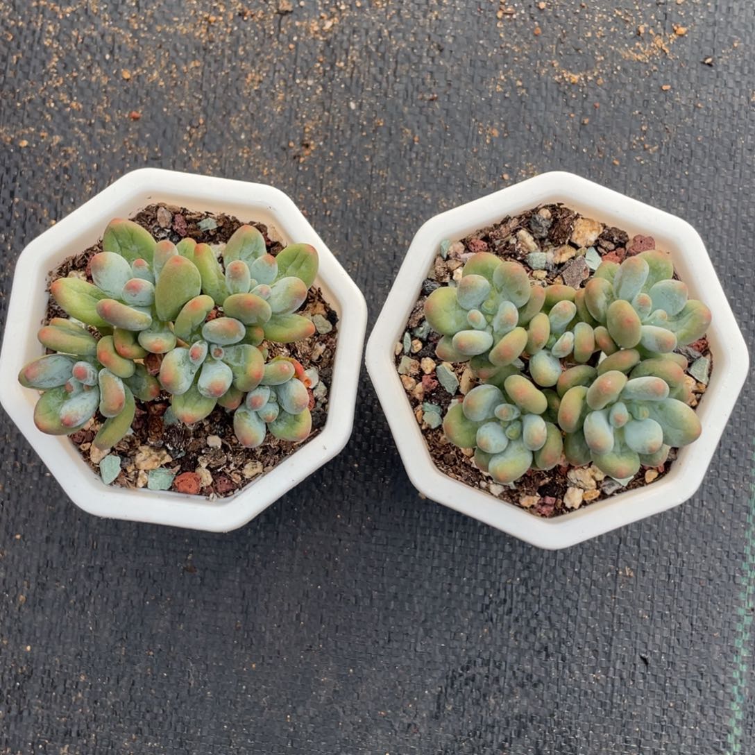 两个苹果奶酪朵朵缀群生无砍